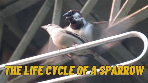 The Extraordinary Adaptations of 150 Million Magical Sparrows